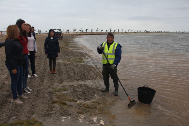 Retiran 34 toneladas de algas de las playas de Villananitos y La Puntica