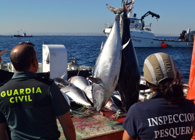 La Guardia Civil e inspectores del MAGRAMA decomisan siete toneladas de atún rojo en un caladero de San Pedro del Pinatar