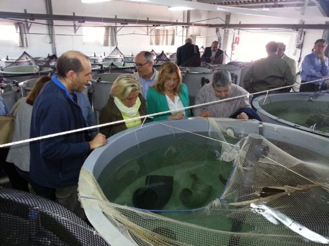 Martínez-Cachá estudia con el sector las posibles fórmulas para aumentar la operatividad de la actividad acuícola en la Región