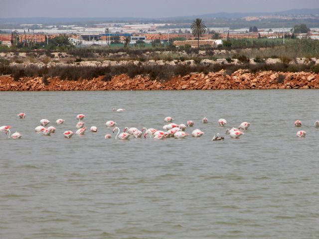 Numerosos tipos de aves encuentran alimento en Las Salinas de San Pedro del Pinatar gracias a la diversidad de charcas