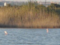 Fotos de San Pedro del Pinatar