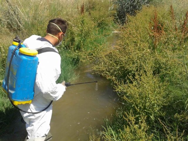 El Ayuntamiento colabora con la Universidad de Murcia en el estudio de poblaciones de mosquito tigre