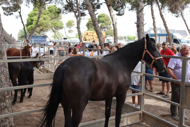 Ganaderos de toda la Región se dan cita en la CCXXIV Real Feria de Ganado de San Pedro del Pinatar