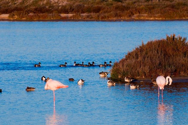 Medio Ambiente organiza actividades en las Salinas de San Pedro con motivo del Día Mundial de las aves migratorias