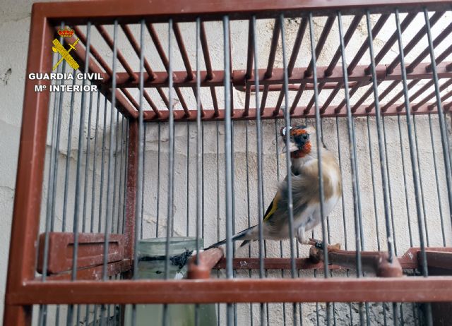 La Guardia Civil investiga a un vecino de San Pedro del Pinatar por la tenencia irregular de aves fringílidas