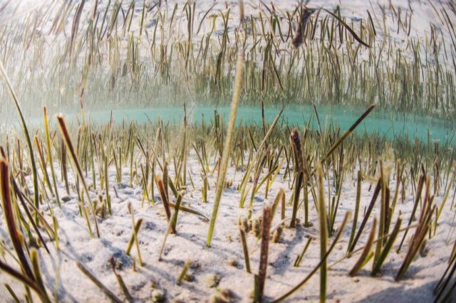 El Parque Regional Salinas y Arenales de San Pedro del Pinatar celebra el ´mes de la posidonia´ con información ´online´ sobre esta planta marina