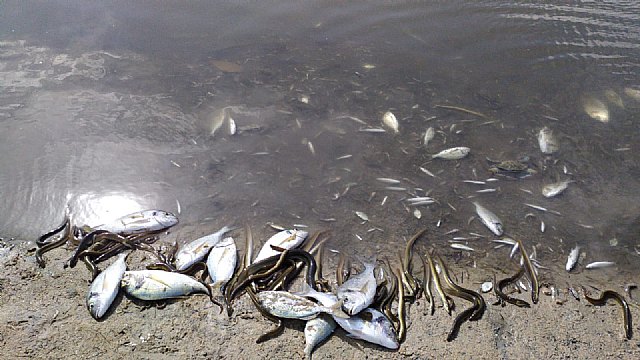 Ciudadanos pondrá en marcha comisiones especiales sobre el Mar Menor en el Congreso y el Senado