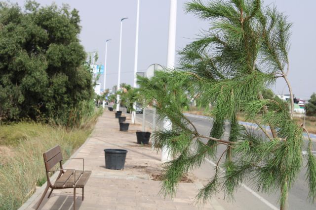 San Pedro del Pinatar suma más de 500 árboles esta legislatura dentro del plan municipal de renaturalización ‘+Pinatar’