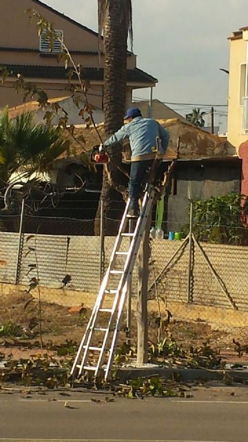 Ciudadanos denuncia que el Ayuntamiento de San Pedro del Pinatar incumple la ley de seguridad, higiene y salud laboral al no proteger al personal encargado de la poda de los árboles